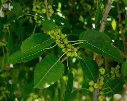 Image result for Ficus virens