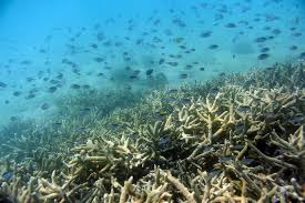 Es hat sich nichts geändert, ich schlaf' ein in der kevlar. Das Horrorjahr Fur Das Great Barrier Reef