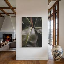 Image result for Ficus bubu