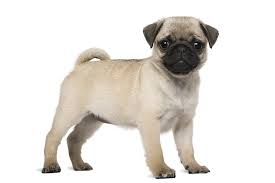 Why buy a pug puppy for sale if you can adopt and save a life? Pug Dog Breed Information