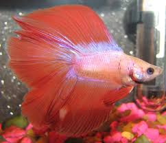Hershey A Half Moon Double Tail Bettas Should Be Housed No Differently Than Any Other Tropical Fish Which Means In A Cy Tropical Fish Betta Beautiful Fish