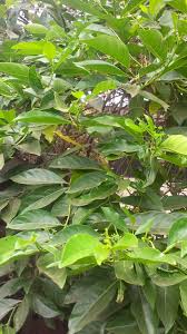 Image result for Morinda lucida