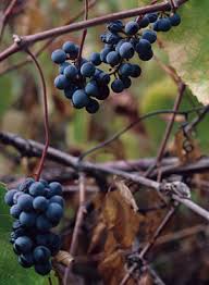 Vitis californica, with common names california wild grape, northern california grape, and pacific grape, is a wild grape species widespread across much of california as well as southwestern oregon. Suncrest Nurseries Inc Plants For A Thirsty State