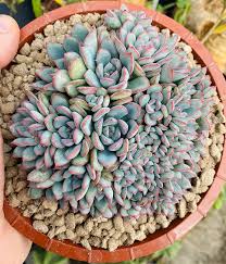 Image result for Ceropegia conrathii