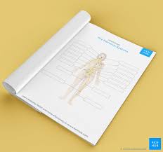 Nervous System Anatomy Practice Quizzes And More Kenhub