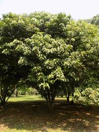 Image result for Caloncoba crepiniana