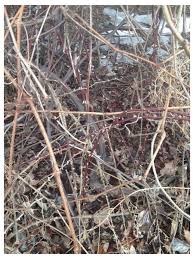 It is fortitude and overcoming difficult these thorns may represent hardships in life and fit in well with the vines most popular symbolism. Thorny Vine Among Grapevines