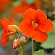 Image result for Nasturtium