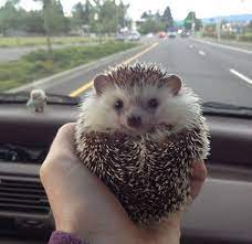 67 Wanttt Ideas Cute Animals Cute Hedgehog Baby Hedgehog