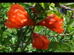 A pomegranate is a round fruit with a red, leathery rind and many seeds covered with red, juicy, edible flesh. Different Fruiting Stages Of The Pomegranate Tree Youtube Pomegranate Tree Free Tree