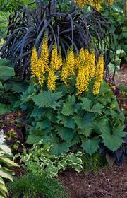Consider mingling it with yellow yarrow for an appealing contrast. 28 Yellow Perennials Ideas Perennials Planting Flowers Plants