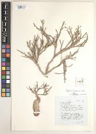 Image result for Euphorbia guerichiana