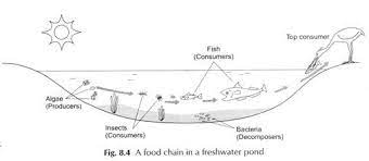A cell is the basic unit of life and in itself functions as a unit of its own with each part playing a specific role. Food Chain In Ecosystem Explained With Diagrams
