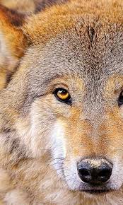 1080p Wallpapers For Pc Wolf 1080p Wallpapers For Pc Wolf Wolf Wallpaper 1080p Wallpaper Wallpaper Pc You can also upload and share your favorite dire wolf wallpapers. 1080p wallpapers for pc wolf 1080p
