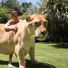 Earth Focus Shared A Post On Instagram Liger The Worlds Biggest Cat Video By Docantle Kodyantle I Don In 2020 Cute Baby Animals Animals Beautiful Big Animals