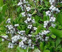Northern Bayberry Myrica Pensylvanica Shrub Seeds Hardy Fragrant Hedge Ebay In 2021 Garden Seeds Shrubs Growing Grapes