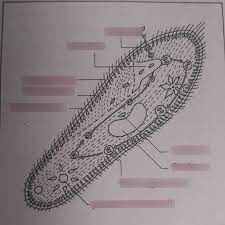 Schaubild „Biologie- Paramecium (Pantoffeltierchen)“ | Quizlet