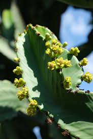 Image result for Euphorbia ingens