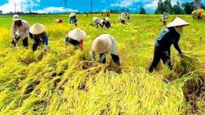 Tidak Hanya Jawa Barat Inilah 5 Daerah Penghasil Padi Terbesar Di Indonesia Ilmugeografi Com
