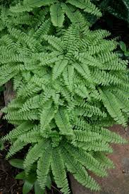 Image result for Adiantum patens