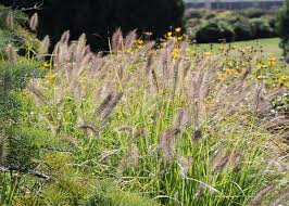 Image result for Pycreus gracillimus