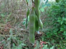 Image result for Laburnum