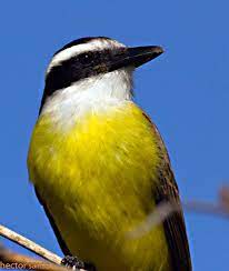 Pin En Pajaro