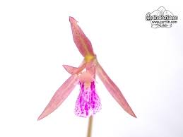 Image result for Nervilia