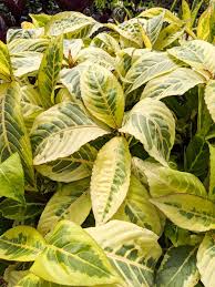 Image result for Sanchezia speciosa