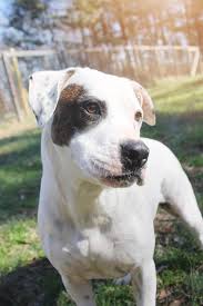 Book an appointment to meet adoptable dogs. Dog For Adoption Dottie An American Bulldog Mix In Monroe Nc Petfinder