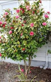 Camellia Plant Care How Camellia Plants Are Making The Garden A Better Place Camellia Plant Plants Camellia Tree
