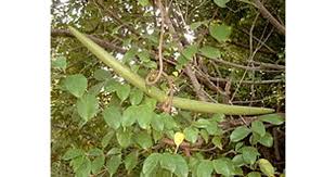 Image result for Strophanthus sarmentosus