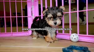 Florida puppies can connect you with independently vetted businesses and breeders further afield. Puppies For Sale Local Breeders Tiny Morkie Puppies For Sale Georgia Local Breeders Gwinnett County Ga At Lawrenceville Puppies For Sale Local Breeders