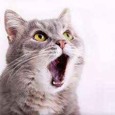 1 signs and symptoms of oral cancer in cats What Is Feline Stomatitis Vet Explains Pets