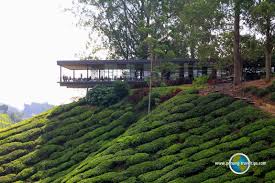 We are passionate about creating distinctive teas that inspire moments to share meaningful conversations. Sungei Palas Boh Tea Centre Cameron Highlands