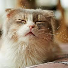 High quality ingredients · science based foods · vet recommended How To Treat Allergies In Cats