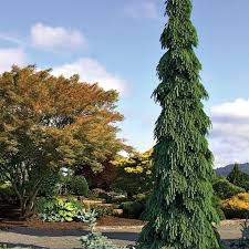 Water regularly throughout the growing. 370 Best Garden Conifers Ideas In 2021 Conifers Garden Plants