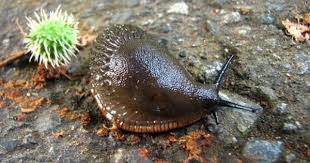 Pest Slugs Vermont Organic Farm Cedar Circle Farm Education Center Coffee Grounds Uses For Coffee Grounds Slugs