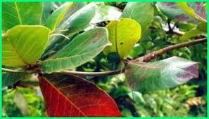 Karena sebenarnya getah daun ketapang. Daun Ketapang Untuk Ikan Hias Cupang Budidaya Ikan Hias Ekor9 Com