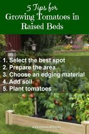 It is crucial that you get the first steps right when planting your tomatoes in the garden. 600 Urban Gardening With Tomatoes Ideas In 2021 Growing Tomatoes In Containers Growing Tomatoes Tomato Garden