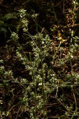 Image result for Dicliptera verticillata