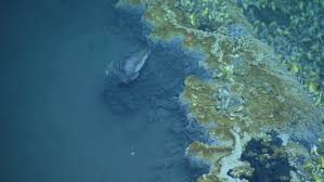 A Brine Pool Is A Big Area Of Brine On The Ocean Basin Bodies Of Water That Have Salinity 3 To 5 Times Gr Underwater Lake Paleo Art World Most Beautiful Place
