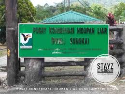 Pusat konservasi pelandok batu pahat, perlis. Stayz Guesthouse Sungkai Perak Houses For Rent In Sungkai Perak Malaysia