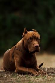 Angry Dog Pitbull Pitbulls Angry Dog Bull