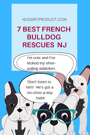 I've listed the best 11 french bulldog rescues nj below. 11 Best French Bulldog Rescues Nj French Bulldog Rescue French Bulldog Bulldog