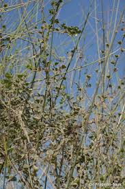 Image result for Rhynchosia zernyi