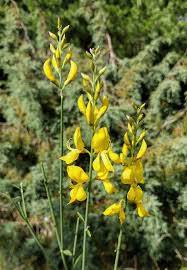 Image result for Aptosimum junceum