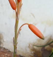 Image result for Aloe rulkensii