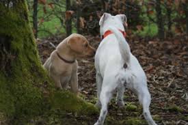 En gammeldags og en formel 1. Hvalpe Kennel Neatmoor