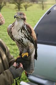 Black And White Hawk Eagle Texas Ferrutail Page 5 Falconry Birds Of Prey Bald Eagle